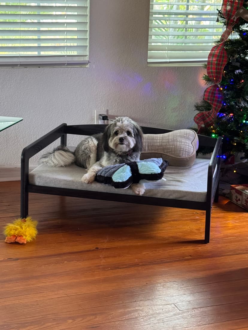 Dog exploring outdoors