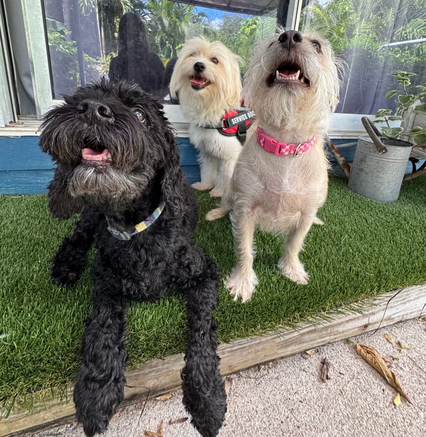 Dog playing on the property