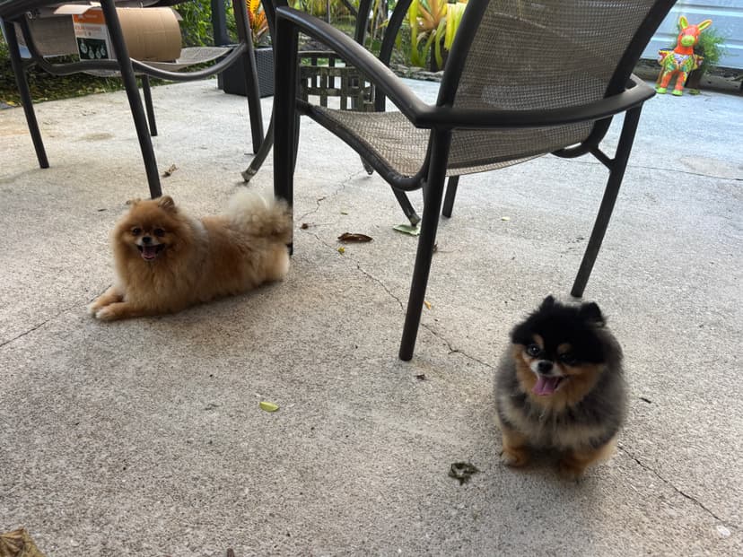 Dog enjoying outdoor time