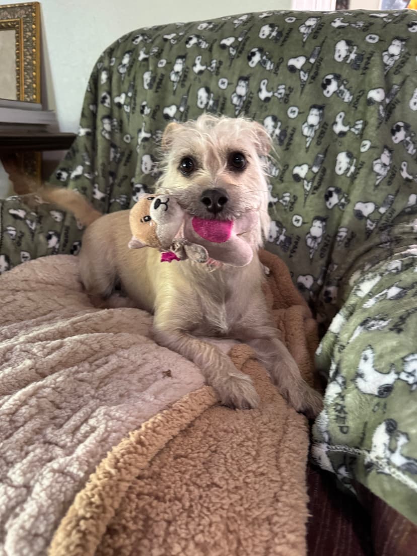 Dog enjoying the farm environment